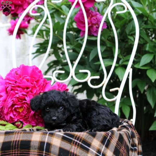 Gelsey, Mini Bernedoodle Puppy